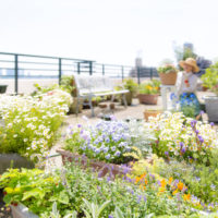 Abundant live flowering plants in a rooftop garden
