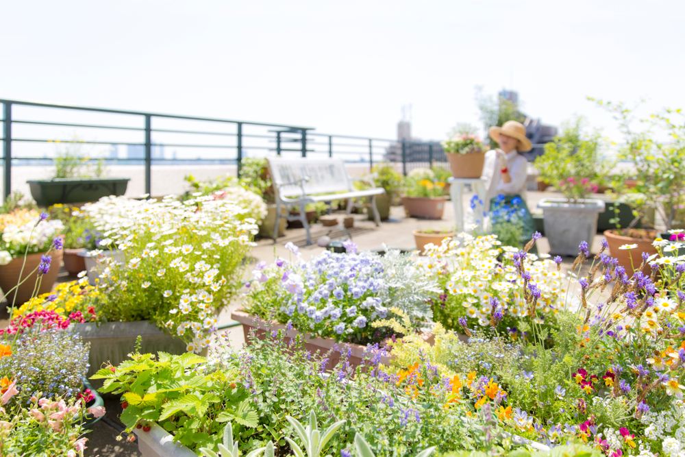 Abundant live flowering plants in a rooftop garden