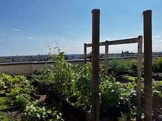 Ruby's Place rooftop vegetable garden, looking healthy and abundant.